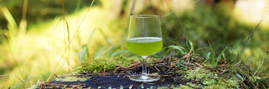 Matcha, Fukamushi, Hatsutsumi, and Chiran Tea: What’s the Difference?
