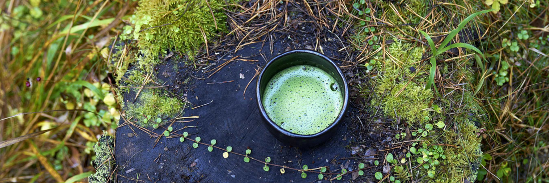 Dark cup of matcha in a forest tree trunk covered with moss.