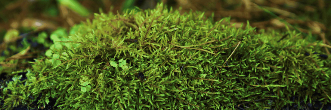 Japan Travel Evening: Culture, Etiquette & Smart Travel Tips