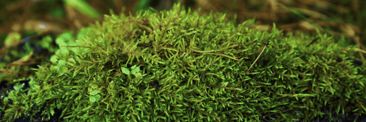 Japan Travel Evening: Culture, Etiquette & Smart Travel Tips