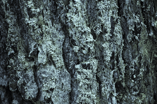 A modest picture of a tree bark, covered in moss. Scandinavian calm nature. 