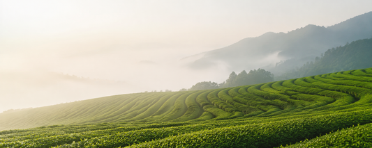 What does a Japanese tea master do? Read how quality Japanese green tea is made.