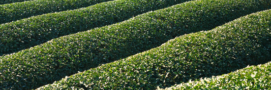 How to Choose Matcha Green Tea Powder