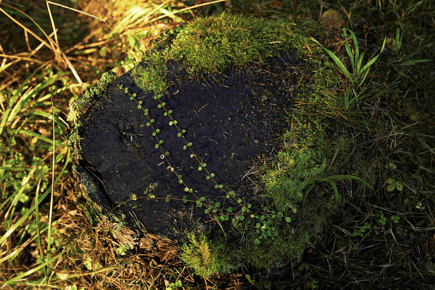 Jaapani must tee Kagoshimast (2 g × 14 teekotti)